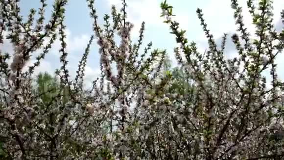 春天开花的浆果灌木灌木的枝条随风摇摆视频的预览图
