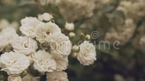 布什树枝上开着春天的白野玫瑰花视频的预览图