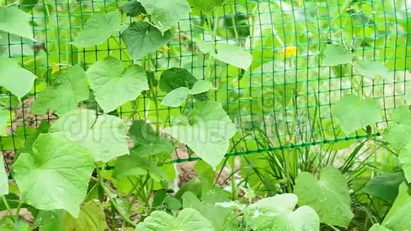 成熟的绿色黄瓜在温室的枝条上收获时间新鲜有机蔬菜概念素食视频的预览图