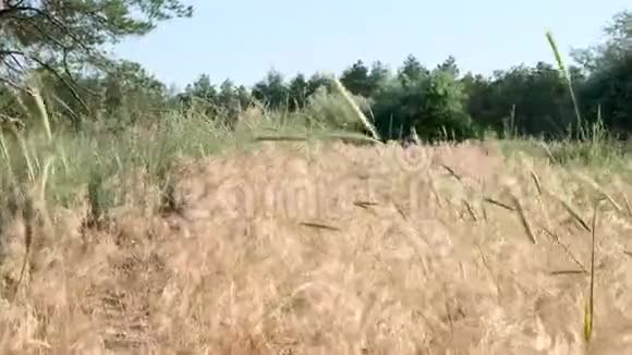 乌克兰森林边缘草原上的黄草视频的预览图