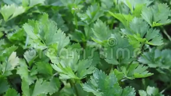 新鲜的绿色芹菜植物特写种植有机香料有益植物视频的预览图