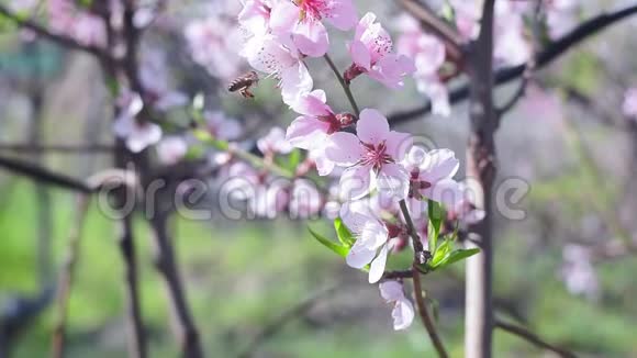 春天桃树的花朵把蜜蜂授粉视频的预览图