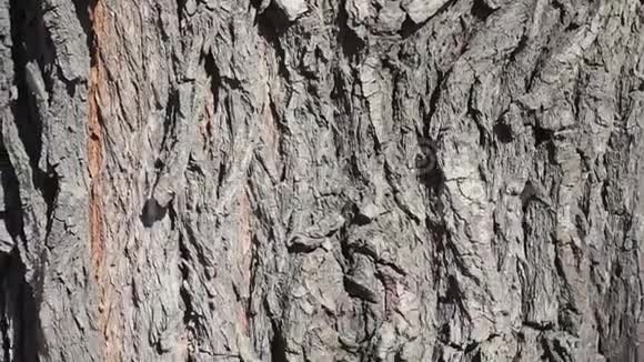 大树的树皮给你的短信找个地方空的空间古树的纹理视频的预览图