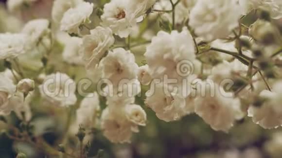 在绿色的灌木丛中合上春天盛开的白玫瑰视频的预览图