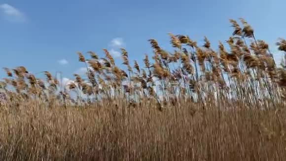 蓝天背景下干燥芦苇的特写景观视频的预览图
