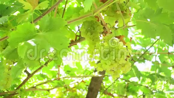 葡萄园里的绿葡萄在阳光明媚的树枝上视频的预览图