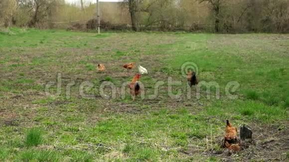 几只母鸡和公鸡在一片绿色的草地上觅食慢动作视频的预览图