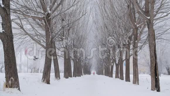 冬天小巷里美丽的白雪覆盖的树木视频的预览图