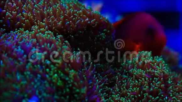 在蘑菇珊瑚中游泳的鱼视频的预览图