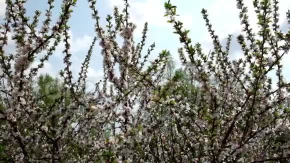春天开花的浆果灌木灌木的树枝在风中摇摆慢动作视频的预览图