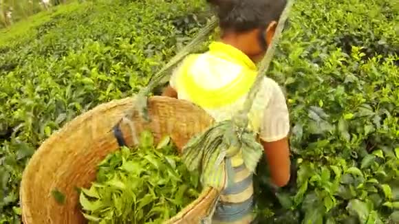 阿萨姆女子采茶机收集叶子把它放在旧种植园后面的大篮子里视频的预览图