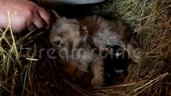 一个女人用手指抚摸一只毛茸茸的猫新生的小猫正躺在妈妈身边视频的预览图