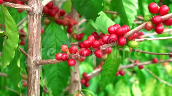 成熟红Kona豆咖啡的特写视频的预览图