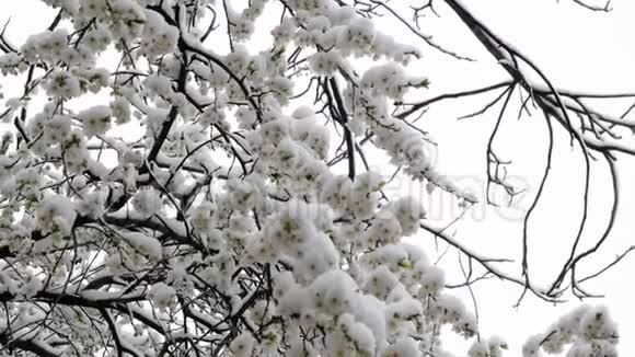 打开了雪中树上的绿叶冰霜气候变化视频的预览图