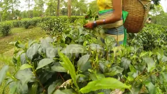 女孩手收集树叶把它放在灌木丛里许多采茶的人种植园视频的预览图