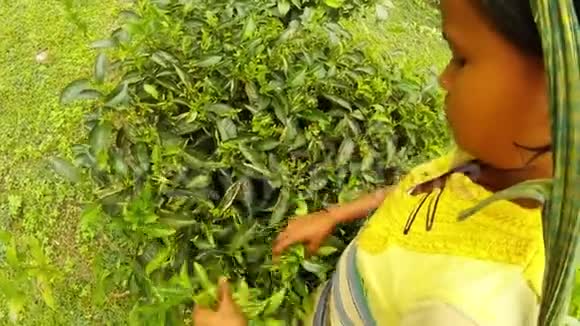 女孩收集茶叶灌木从上看阿萨姆视频的预览图