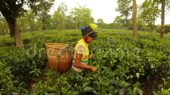 瓦克尔篮子固定在印度女孩采茶员的头上采茶员在种植园里收集树叶视频的预览图