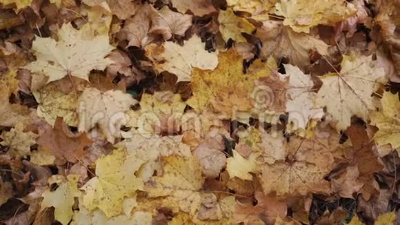 秋天公园慢动作的地上黄枫叶视频的预览图