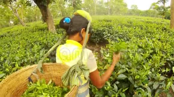 阿萨姆种植园采茶女工背上带绿叶的大篮子视频的预览图