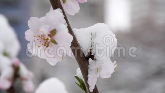 粉红色的花在春天和雪一起开桃树春天的树在三月开着粉红色的花白雪覆盖的花朵视频的预览图