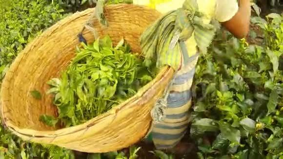 阿萨姆采茶机种植园背面有绿叶的大篮子视频的预览图