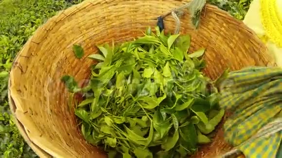 一个大篮子里面放着叶子背着印度女人的采茶机她用手收集绿树百年种植园里的东西视频的预览图