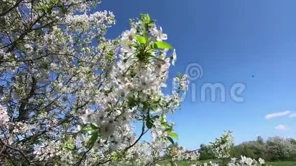 樱花树枝随风摇摆视频的预览图