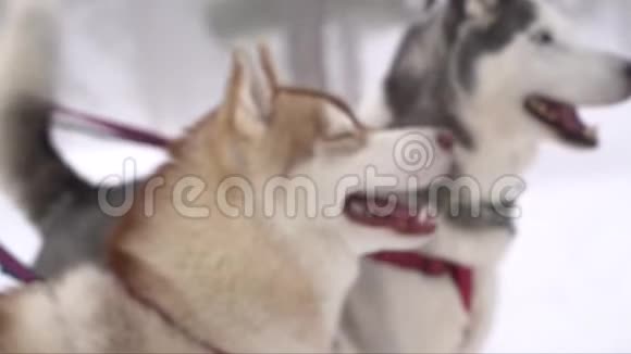 冬天在森林里戴着皮带肖像的西伯利亚哈士奇狗视频的预览图