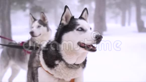 冬天在森林里戴着皮带肖像的西伯利亚哈士奇狗视频的预览图