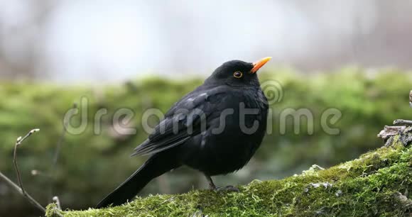 常见的黑鸟都德斯梅鲁拉坐在树上早春大自然的声音视频的预览图