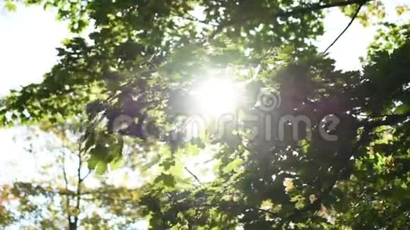 阳光穿过树视频的预览图
