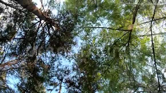 树冠和蓝天的背景旋转和浪漫夏日时光视频的预览图