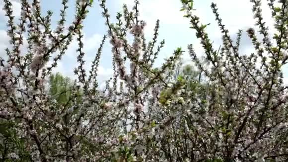 春天开花的浆果灌木灌木的树枝在风中摇摆慢动作视频的预览图