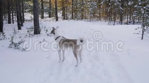 冬天的森林里快乐的狗在雪地上奔跑视频的预览图