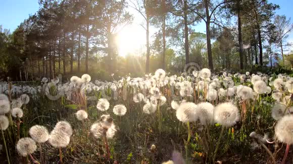 蒲公英在太阳和树木的背景下自然出城的日子视频的预览图