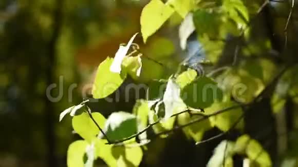 阳光穿过树视频的预览图