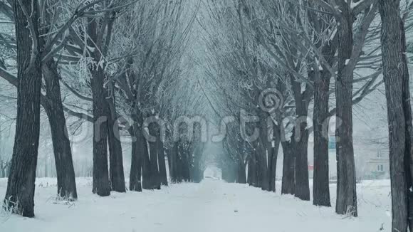 寒冷城市雪树巷背景下的冬季暴风雪冬季景观雪而暴风雪在树巷视频的预览图