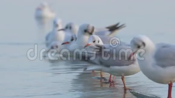 匈牙利巴拉顿湖上的许多海鸥黑头呆鸥视频的预览图