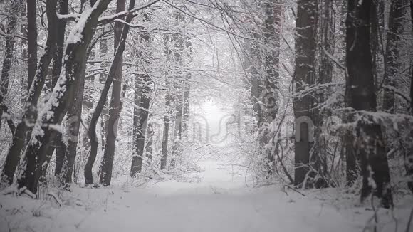在森林的小路上下雪视频的预览图
