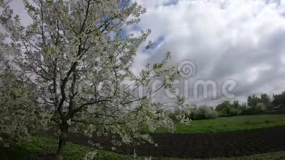 在一个阴天的春天盛开的樱桃生长在花园附近一棵开花的树在风中摇曳时光流逝视频的预览图