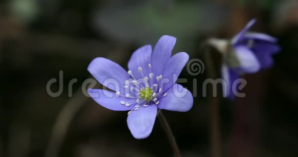 常见肝或肝葵蓝花野花紫薇紫肝迷离中的第一春花视频的预览图