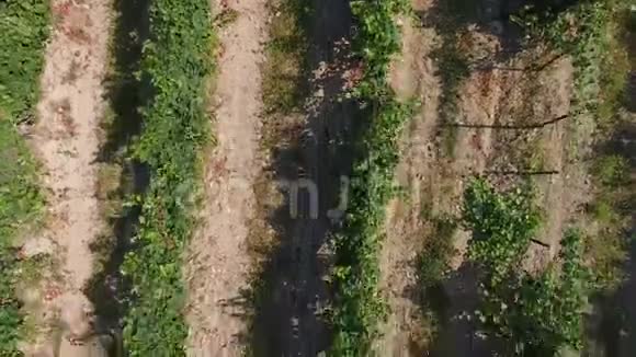 俄罗斯阿布劳杜尔索的高加索葡萄园从鸟类飞行的高度视频的预览图