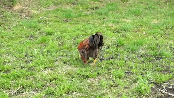 美丽的莫特利公鸡在草地上寻找昆虫慢动作视频的预览图