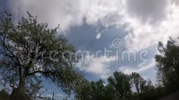 美丽的开花梨树云彩在天空中移动时光流逝视频的预览图