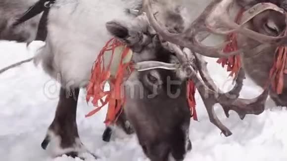 一只驯鹿在雪地漂流中寻找食物特写视频的预览图