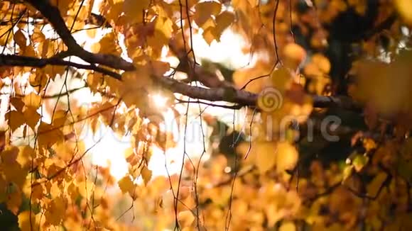 阳光透过黄色的叶子闪闪发光金色的秋天自然背景阳光明媚秋天的城市公园视频的预览图