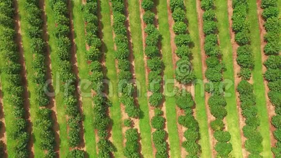 夏威夷大岛科纳咖啡种植园的鸟瞰图视频的预览图
