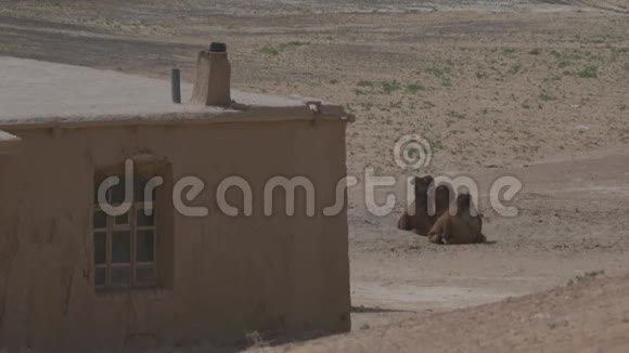 老屋里几只骆驼躺着吓得站起来跑过沙漠视频的预览图