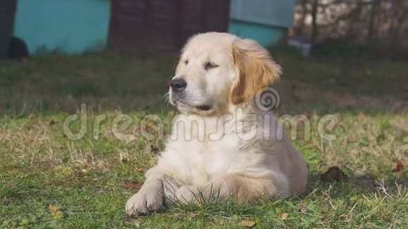 漂亮的小金毛猎犬躺在花园的地上视频的预览图