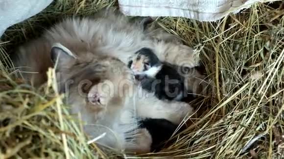 几只小猫躺在靠近猫妈妈干草里视频的预览图